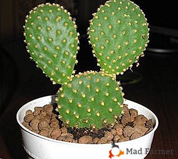 Types uniques et élégants de cactus Opuntia