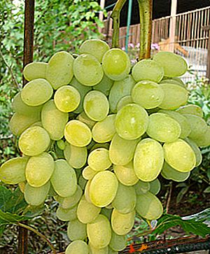 É despretensioso, confiável, estável, nobre - é tudo sobre uvas "Agostinho"