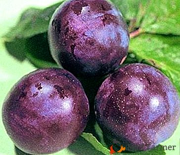 La récolte de prunes sans prétention et riche "Vengerka Moskovskaya"