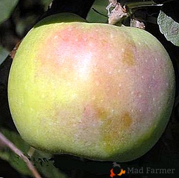 Непретенциозна и с добра доходност ябълково дърво на "Орловски синап"