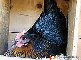 Despretensioso e resistente à doença galinhas do negro de Moscou