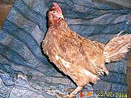 Nenápadné a vysoce produktivní kuřata High-Line