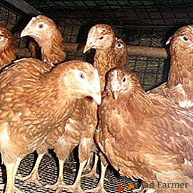 Nenavjetni Loman Brown piščanci z visoko vitalnostjo