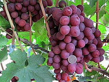 Un híbrido sin pretensiones de la cría amateur - uvas Nina, una descripción de la variedad y sus fotos