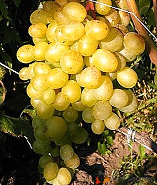 Nepretenciozan hibrid s izvrsnim okusom - grožđe "Muscat delight"