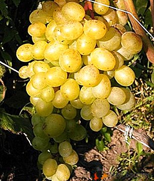 Um híbrido despretensioso com um excelente sabor - uvas "delícia de moscatel"