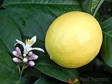 Il limone senza pretese e originale di Meyer: cura e allevamento