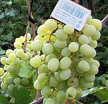 Una variedad de uva sin pretensiones y saludable "Delight ideal"