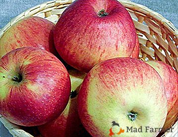 Uma variedade despretensiosa e resistente a doenças de macieiras Cinnamon new