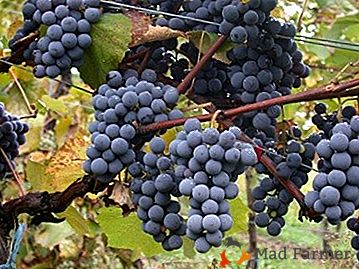 Una variedad de uva sin pretensiones y deliciosa "Black Raven"