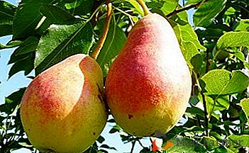 Uma variedade despretensiosa e resistente ao inverno de peras "Krasnobokaya"