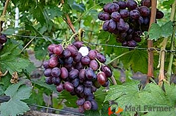 Непретенциозна красота - грозде "Джовани"