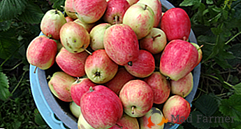 Uma variedade despretensiosa com frutas suculentas - Verão listrada
