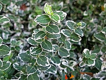 Arbusto sempreverde poco impegnativo per il vostro giardino - "Euonymus Fortune": semina e la cura a casa