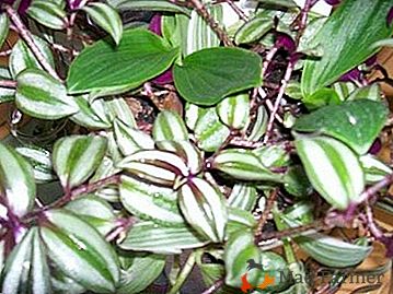 Непретенциозно и бързо растящо растение - Tradescantia на Zebrin: грижа за дома
