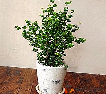 Una planta sin pretensiones y muy hermosa - Benjamin Ficus "Baroc"