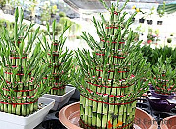 Uma planta despretensiosa - Dracena Sander (espiral de bambu, Sandericana)