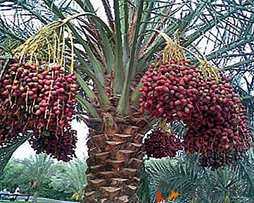 La pianta di palma da dattero senza pretese - specie popolari e le loro caratteristiche