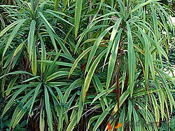 La planta tropical sin pretensiones Cordilina directo: reglas de cuidado en el hogar