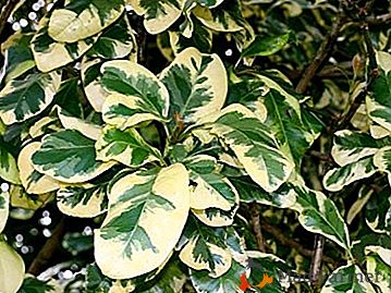 Bezpretensjonalna zimozielona roślina - Pisonia