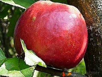 Nešťastné zimné jablko s jemným menom - "Nastenka"