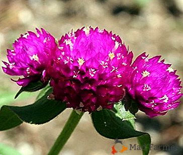 Неосетљива лепота - цвет "Гомпхрена Глобулар": расте из семена и фотографија