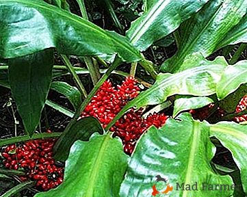 Nietrudna tropikanka - "Palisota": opieka i zdjęcia roślin