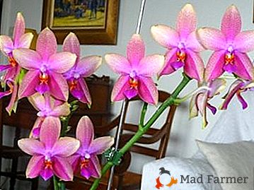 Phalaenopsis delicada e perfumada de Lyodoro