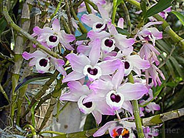 Dendrobium delicato di orchidea di bellezza - foto di piante, istruzioni per il trapianto a casa