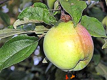 Manzana baja con gran capacidad de Snowdrop