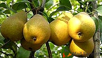 Кратка, али врло корисна сорта са малим плодовима - Пеар Тхумбелина