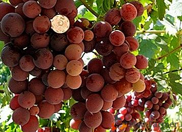 Una nueva variedad híbrida de uva "Valery Voevoda"