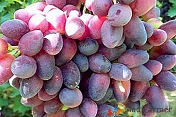 Новий привабливий сорт - виноград «Красуня»