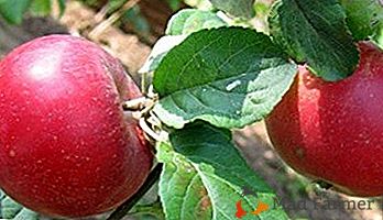 Potrebujete obilno žetev z najmanj truda? Bodite pozorni na raznolikost jablan v Krasny Sverdlovsk