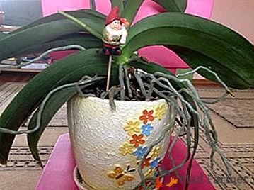 Nuances de cuidado para orquídeas: o que são raízes aéreas e para que servem?