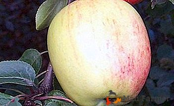 A popularidade merecida da macieira resistente ao frio é Arkadik