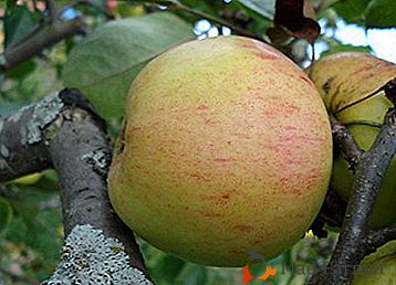 Изобилието на реколтата и финият вкус се демонстрира от ябълковото дърво