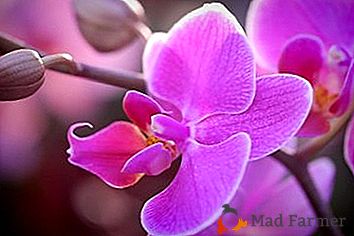 Recorte das folhas de uma orquídea: é possível e quando é melhor fazer?