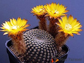 Очарователната красота на кактус цветя Lobivia