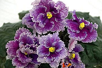 Rassegna delle varietà popolari di violette dell'allevatore S. Repkina - Elisir di bellezza, Georgette, Laguna verde e altre