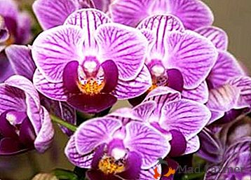 Шармантна орхидеја Сого: Вивиан и Иукидан. Опис и брига код куће