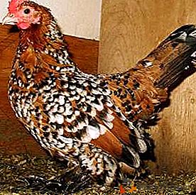 Polli nani molto popolari con bellissimo piumaggio luminoso - Мильфлер