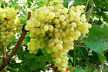 Zelo zgodnja sorta z veliko plusa: grozdje Kishmish 342