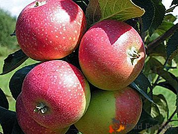 Te da deliciosas frutas hermosas variedades de manzano externamente Elena