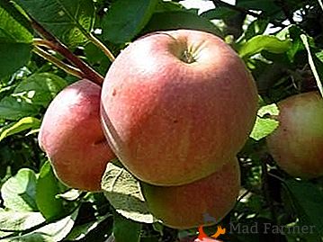 Jedną z cennych odmian jabłek letnich jest Malta Bagaevsky