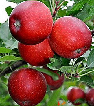 Jeden z nejlepších odrůd na světě je jablečný strom Gala