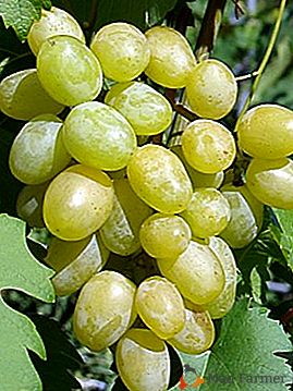 Eden najboljših namiznih grozdja "Ilya"