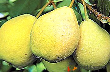 Una de las mejores variedades de Ural es la pera Larinskaya
