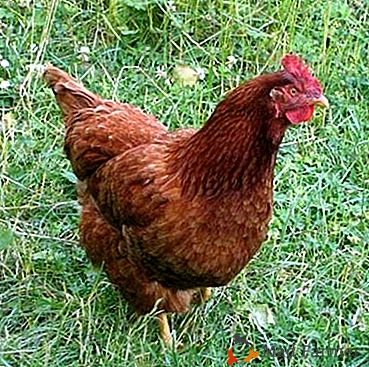 Една от най-добрите възможности за птицевъдите е пилетата Ню Хемпшир