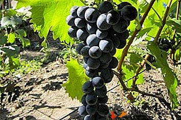 Une des meilleures variétés de vin - "Livadia black"